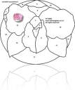 free stained glass pattern orchid
