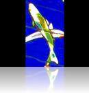 Green and White Koi 06